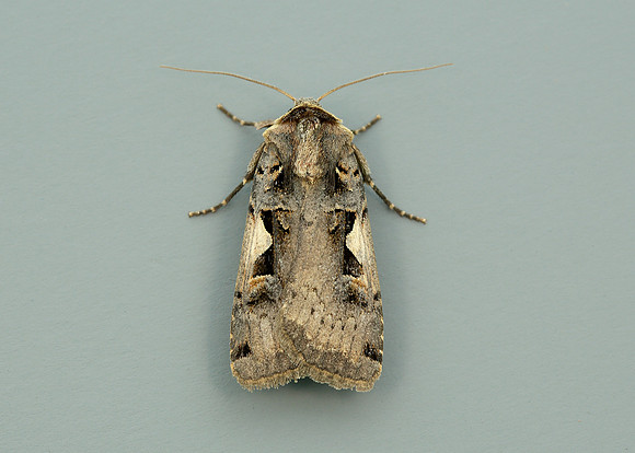 73.359 BF2126 Setaceous Hebrew Character Xestia c-nigrum