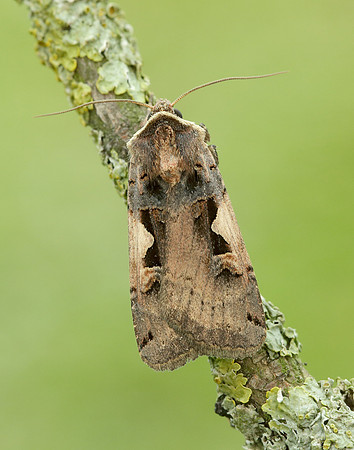 73.359 BF2126 Setaceous Hebrew Character Xestia c-nigrum