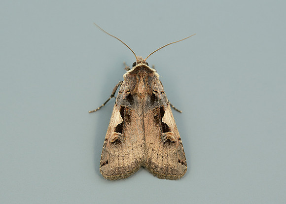 73.359 BF2126 Setaceous Hebrew Character Xestia c-nigrum