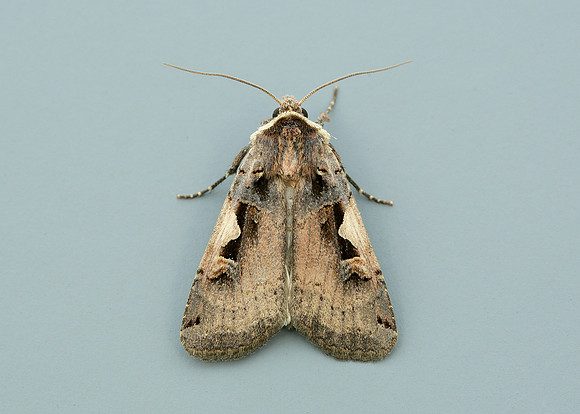 73.359 BF2126 Setaceous Hebrew Character Xestia c-nigrum