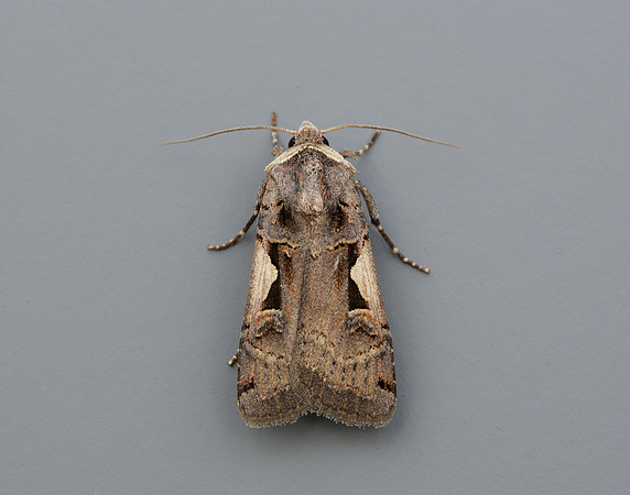 73.359 BF2126 Setaceous Hebrew Character Xestia c-nigrum