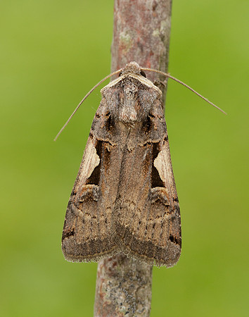 73.359 BF2126 Setaceous Hebrew Character Xestia c-nigrum
