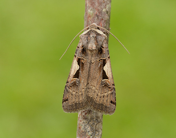 73.359 BF2126 Setaceous Hebrew Character Xestia c-nigrum