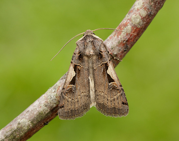 73.359 BF2126 Setaceous Hebrew Character Xestia c-nigrum