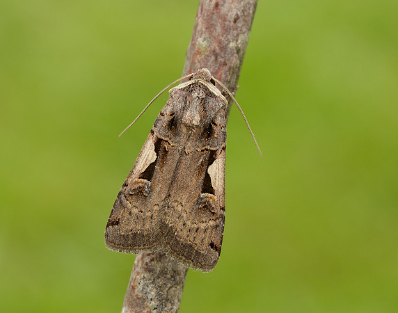 73.359 BF2126 Setaceous Hebrew Character Xestia c-nigrum