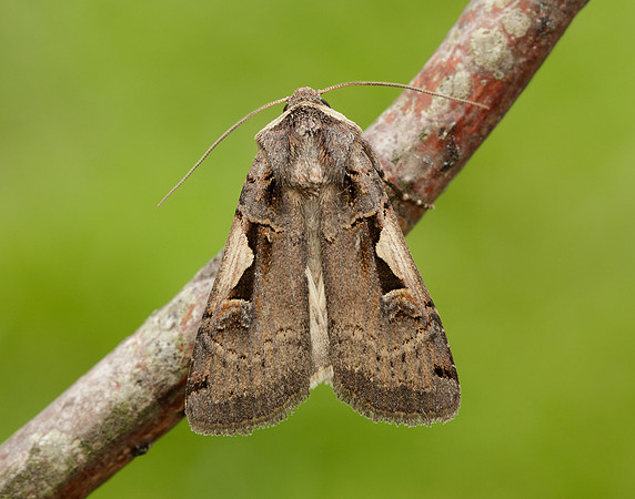 73.359 BF2126 Setaceous Hebrew Character Xestia c-nigrum