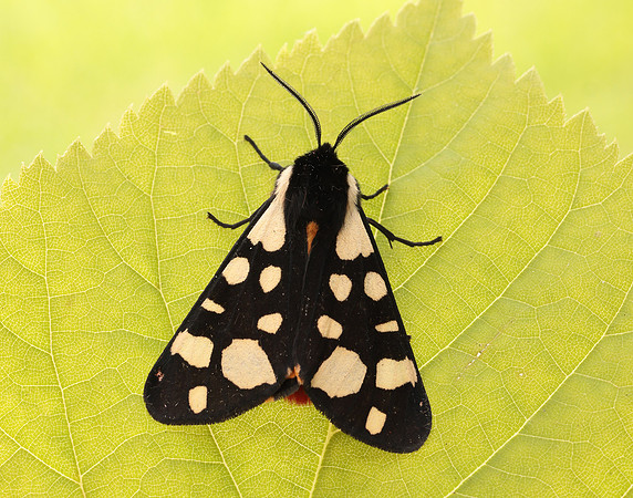 72.027 BF2058 Cream-spot Tiger Arctia villica