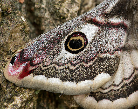 68.001 BF1643 Emperor Moth Saturnia pavonia