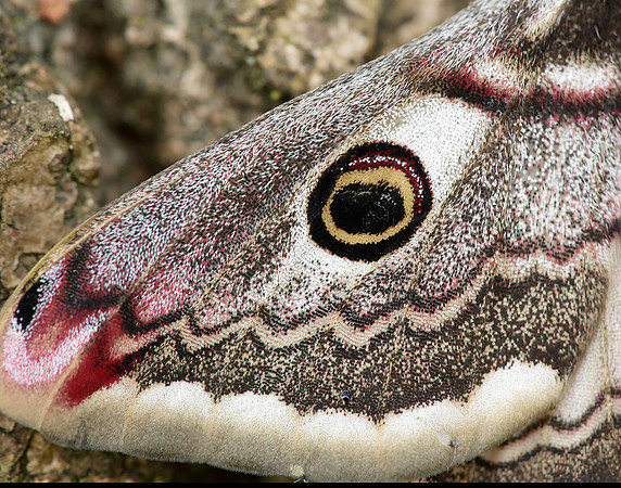 68.001 BF1643 Emperor Moth Saturnia pavonia