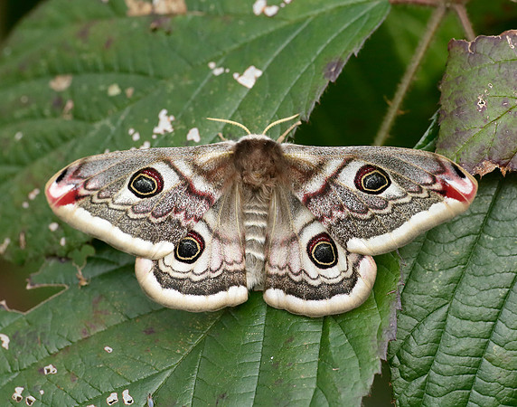 68.001 BF1643 Emperor Moth Saturnia pavonia