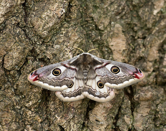 68.001 BF1643 Emperor Moth Saturnia pavonia