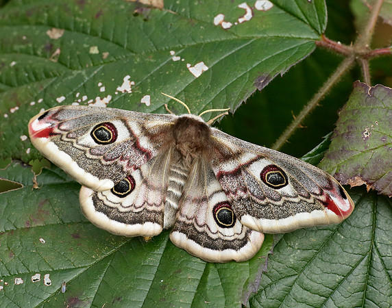 68.001 BF1643 Emperor Moth Saturnia pavonia