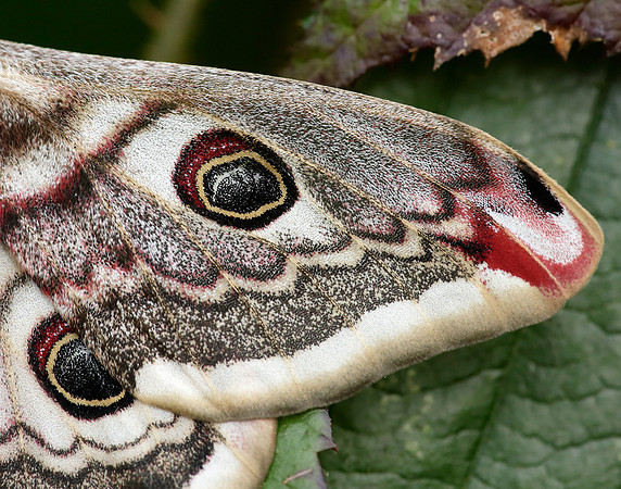 68.001 BF1643 Emperor Moth Saturnia pavonia