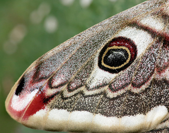 68.001 BF1643 Emperor Moth Saturnia pavonia