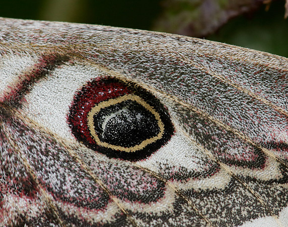 68.001 BF1643 Emperor Moth Saturnia pavonia