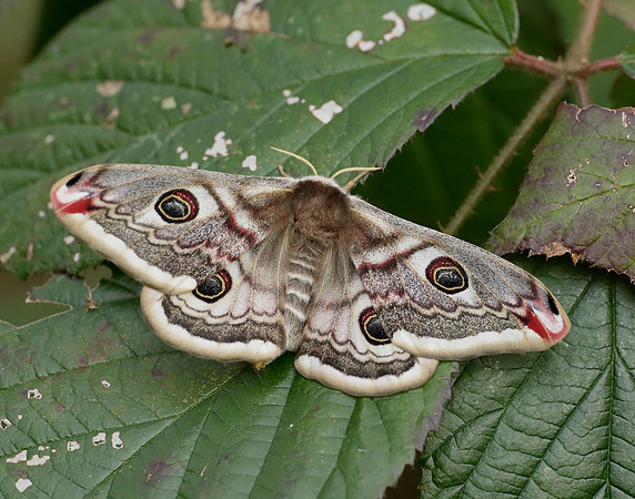 68.001 BF1643 Emperor Moth Saturnia pavonia