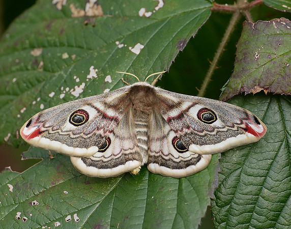 68.001 BF1643 Emperor Moth Saturnia pavonia
