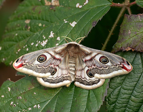 68.001 BF1643 Emperor Moth Saturnia pavonia