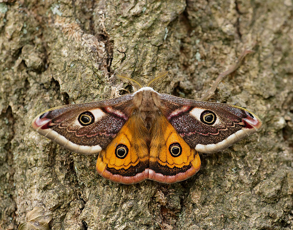 68.001 BF1643 Emperor Moth Saturnia pavonia