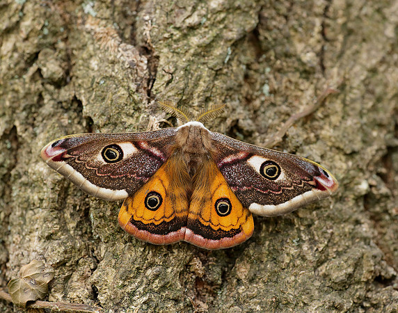 68.001 BF1643 Emperor Moth Saturnia pavonia