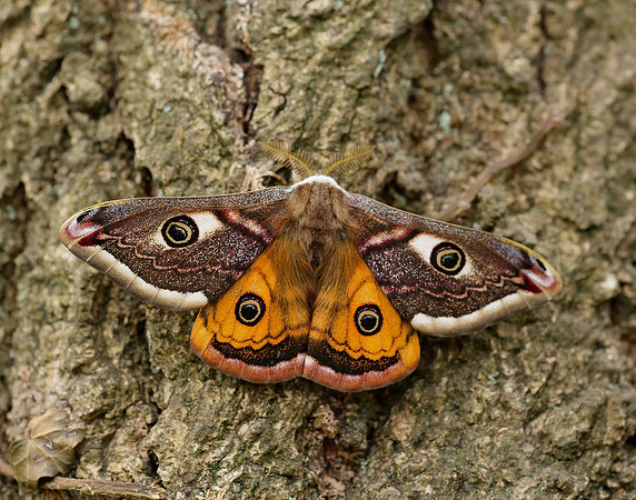 68.001 BF1643 Emperor Moth Saturnia pavonia