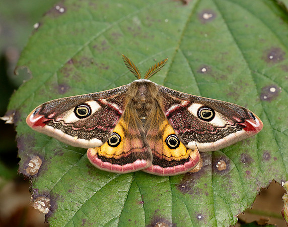68.001 BF1643 Emperor Moth Saturnia pavonia