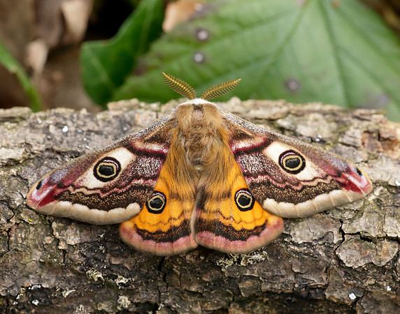 68.001 BF1643 Emperor Moth Saturnia pavonia