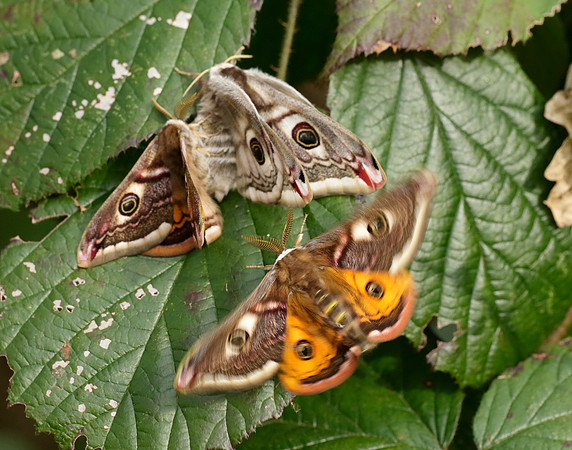 68.001 BF1643 Emperor Moth Saturnia pavonia