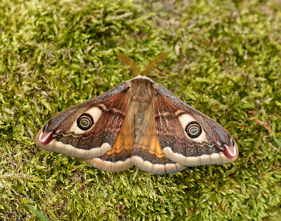 68.001 BF1643 Emperor Moth Saturnia pavonia