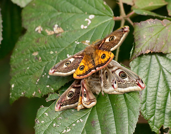 68.001 BF1643 Emperor Moth Saturnia pavonia
