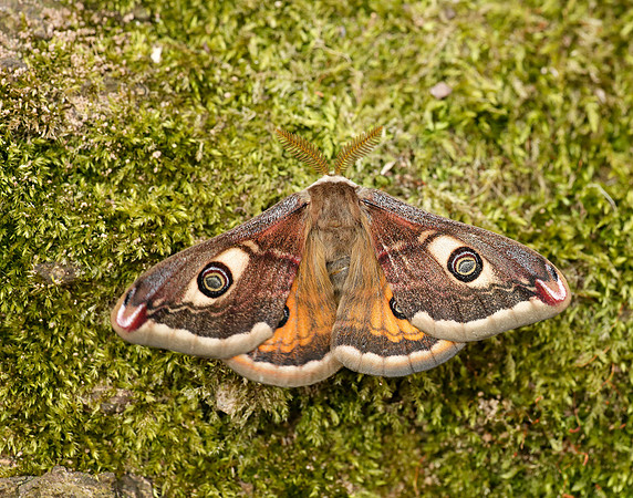68.001 BF1643 Emperor Moth Saturnia pavonia