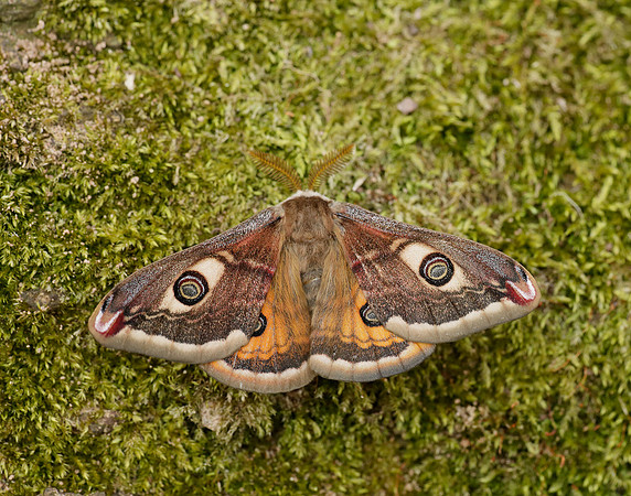 68.001 BF1643 Emperor Moth Saturnia pavonia