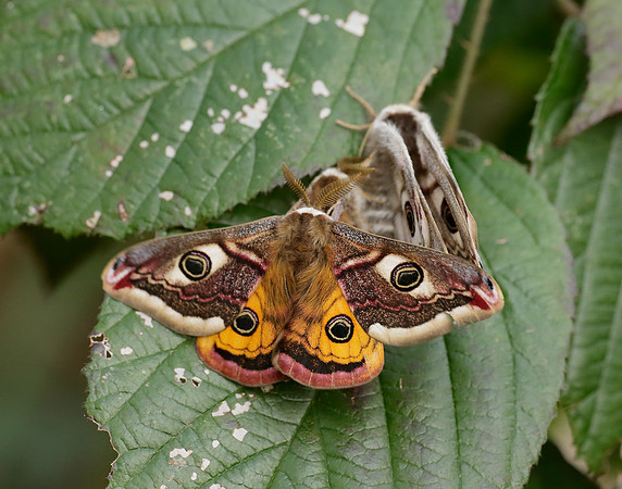 68.001 BF1643 Emperor Moth Saturnia pavonia