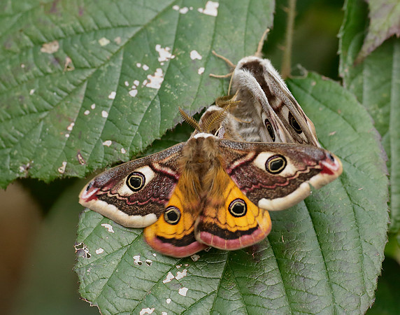 68.001 BF1643 Emperor Moth Saturnia pavonia