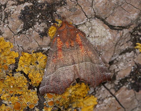 72.001 BF2469  Herald Scoliopteryx libatrix