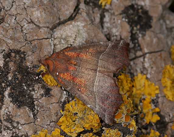 72.001 BF2469  Herald Scoliopteryx libatrix