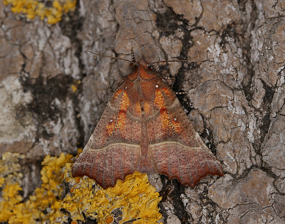 72.001 BF2469  Herald Scoliopteryx libatrix