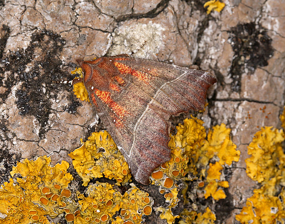 72.001 BF2469  Herald Scoliopteryx libatrix