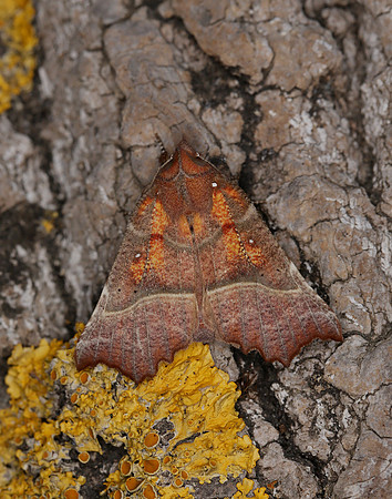 72.001 BF2469  Herald Scoliopteryx libatrix