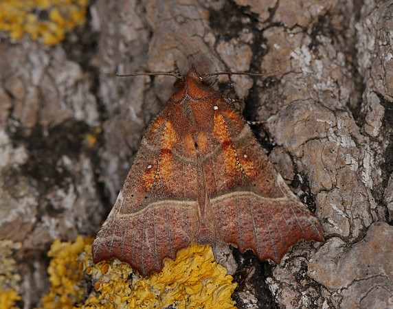 72.001 BF2469  Herald Scoliopteryx libatrix