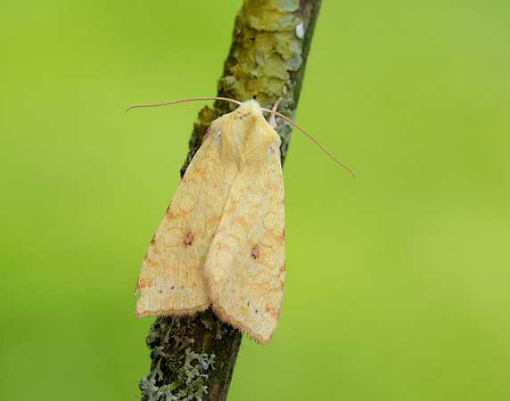 73.182 BF2274 Sallow Cirrhia icteritia