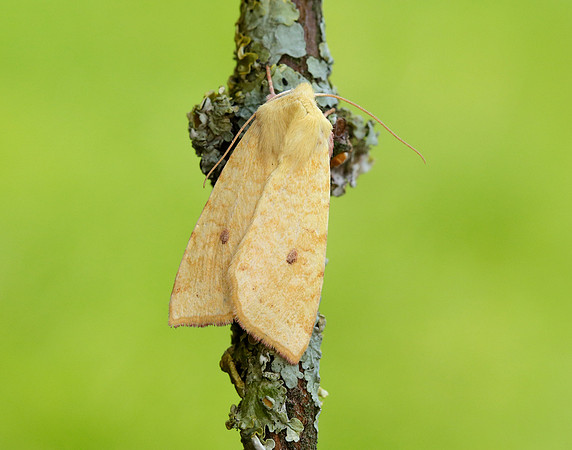 73.182 BF2274 Sallow Cirrhia icteritia