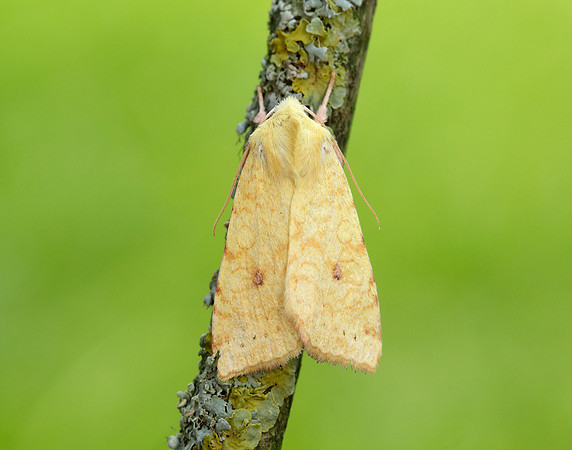 73.182 BF2274 Sallow Cirrhia icteritia