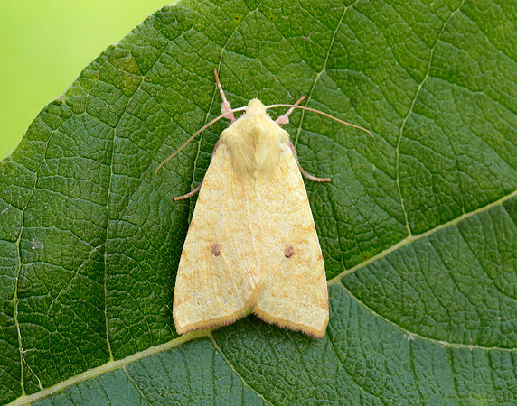 73.182 BF2274 Sallow Cirrhia icteritia