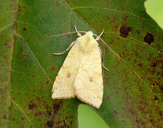 73.182 BF2274 Sallow Cirrhia icteritia