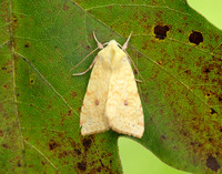 73.182 BF2274 Sallow Cirrhia icteritia