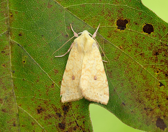 73.182 BF2274 Sallow Cirrhia icteritia
