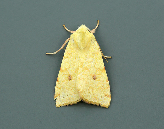 73.182 BF2274 Sallow Cirrhia icteritia
