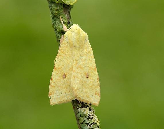 73.182 BF2274 Sallow Cirrhia icteritia