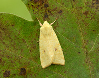 73.182 BF2274 Sallow Cirrhia icteritia